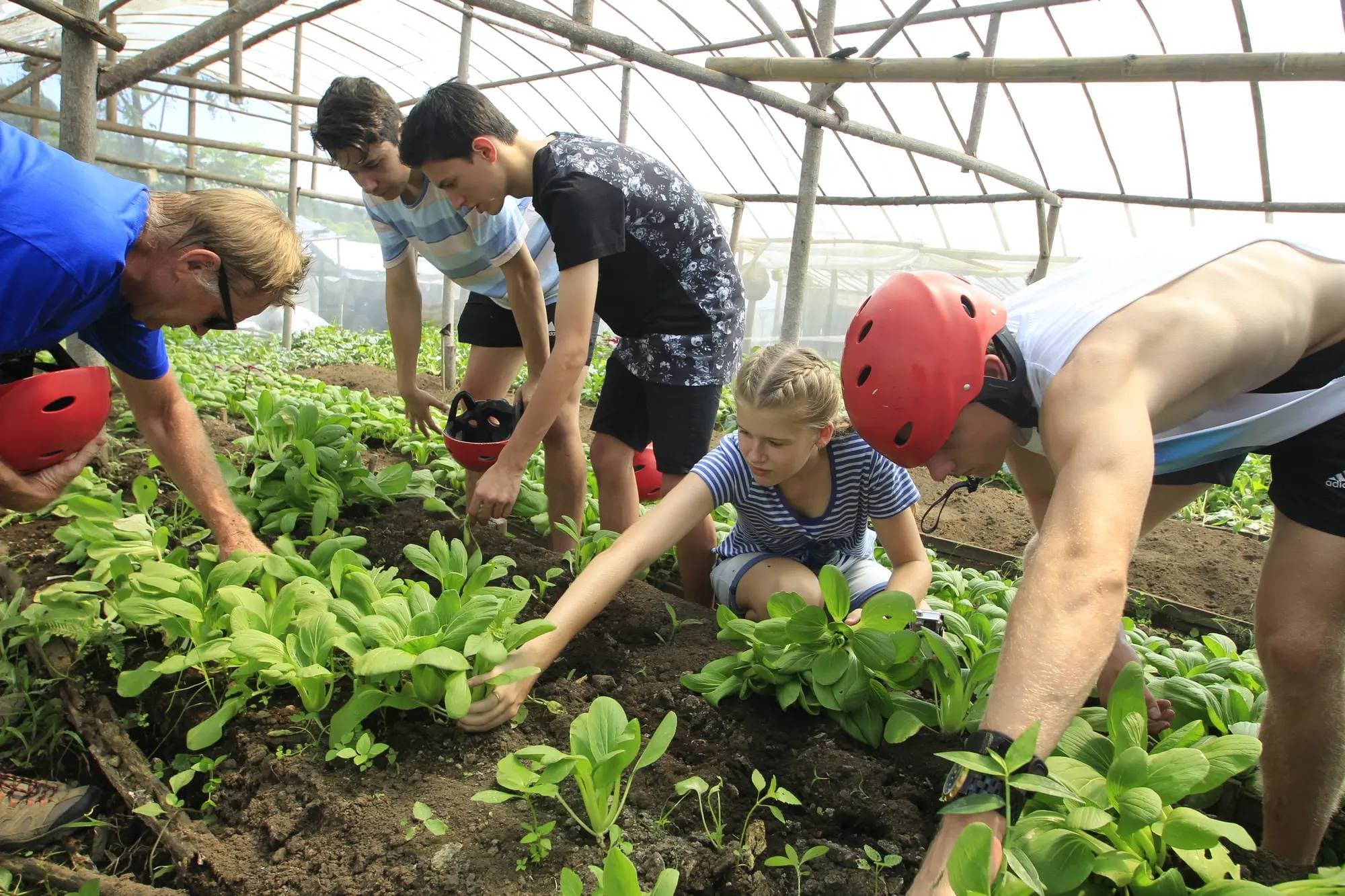 Organic farm bg